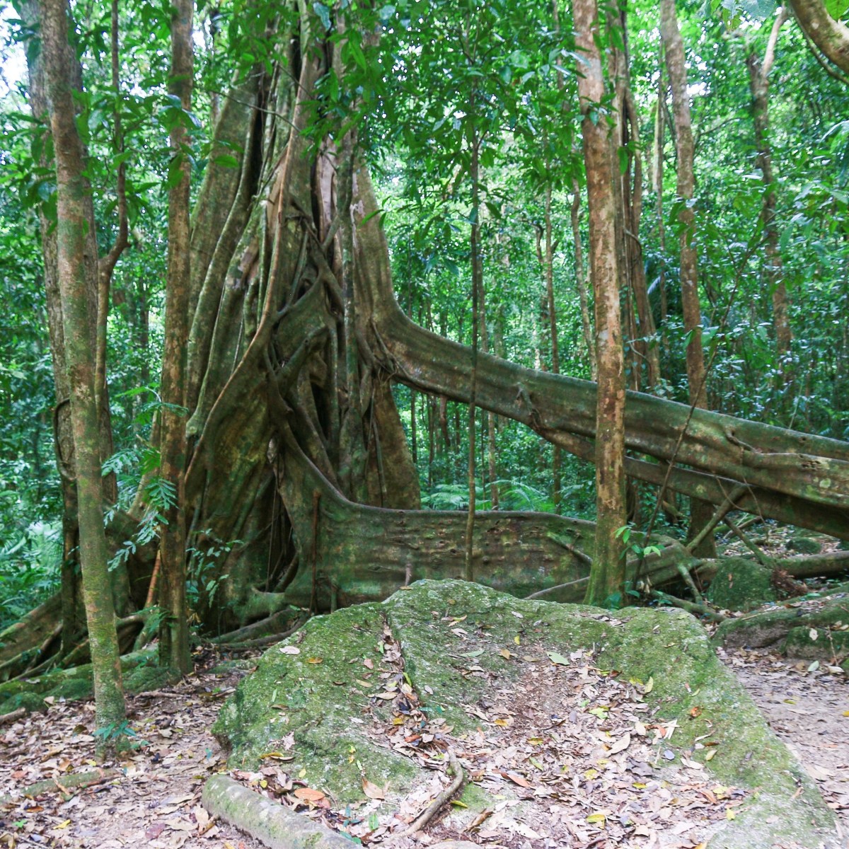 Mossman Gorge, Queensland, Australia