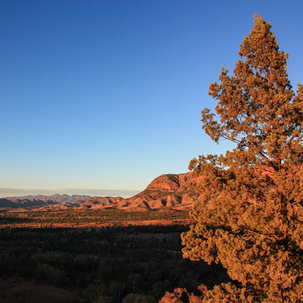 Flinders Ranges, SA, Australia