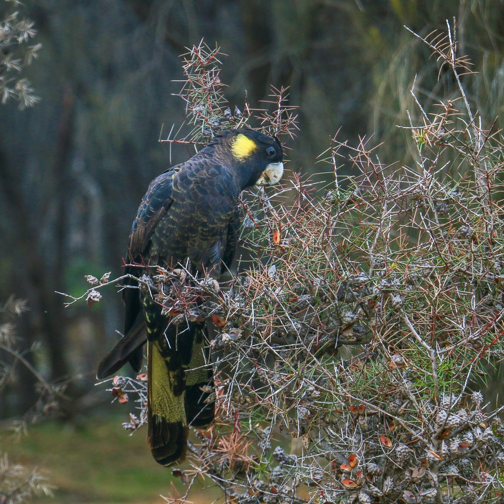 Yellow Tailed Black Cockatoo